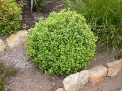 pittosporum golf ball