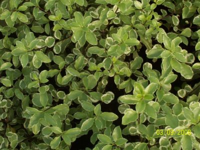 pittosporum silver queen