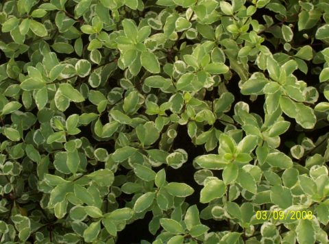 pittosporum silver queen
