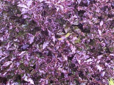 pittosporum tom thumb