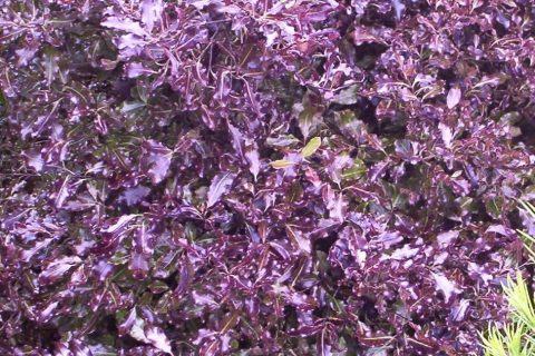 pittosporum tom thumb