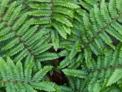 polystichum polyblepharum