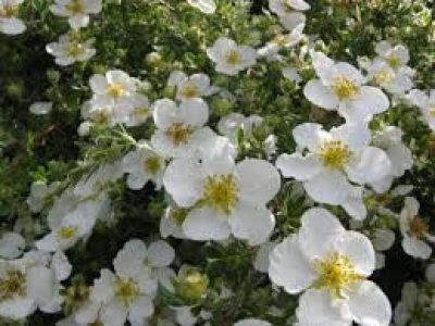 potentilla abbotswood
