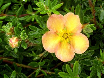 potentilla daydawn