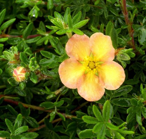 potentilla daydawn