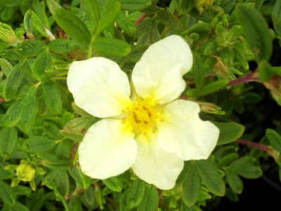 potentilla limelight