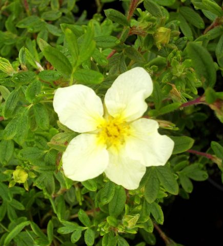 potentilla limelight