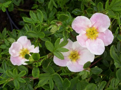 potentilla princess
