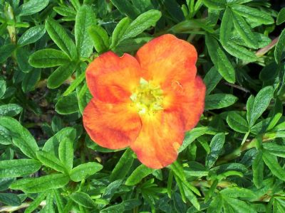potentilla red ace