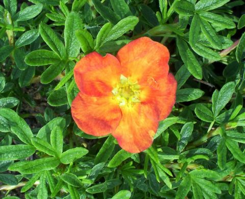 potentilla red ace