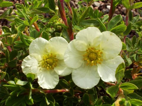 potentilla tilford cream