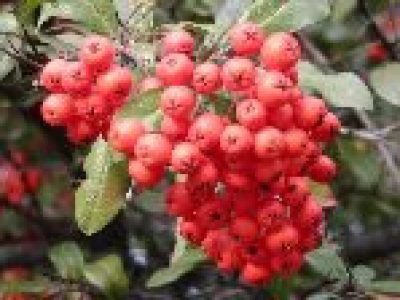 pyracantha mohave