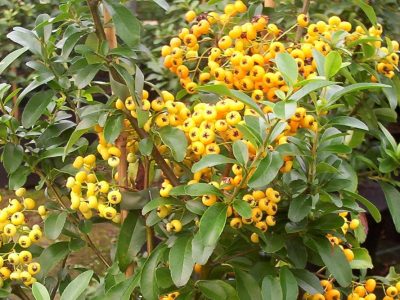 pyracantha saphyr orange
