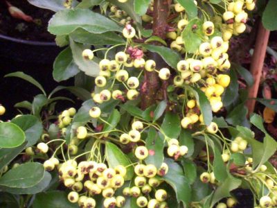 pyracantha saphyr yellow