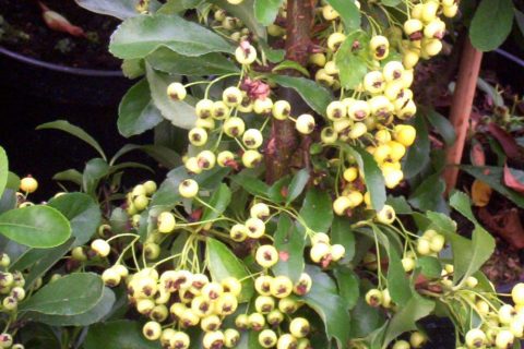 pyracantha saphyr yellow