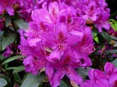rhodo polarnacht