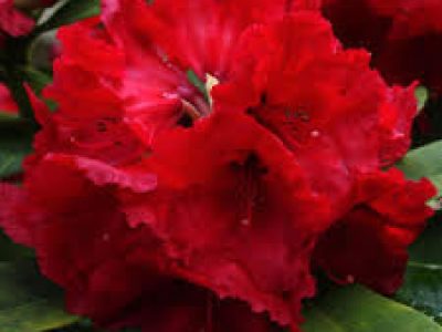 rhodo red jack
