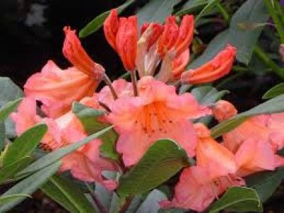rhododendron tortoiseshell orange