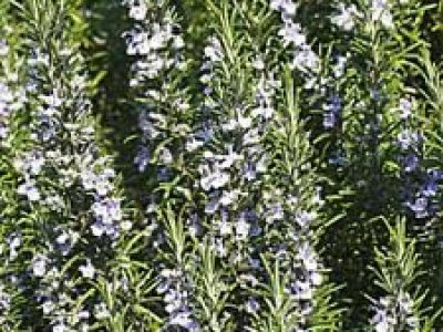 rosmarinus miss jessup