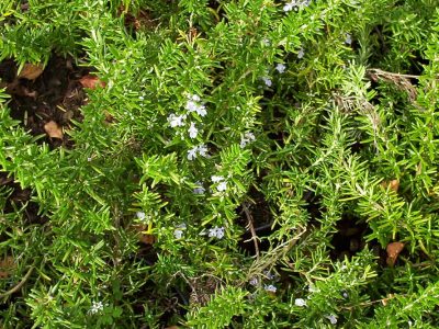 rosmarinus prostratus