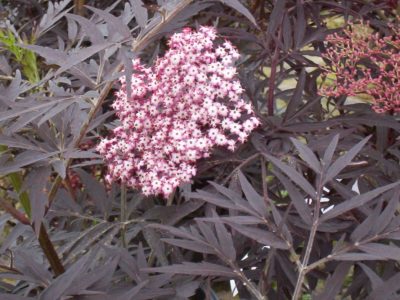 sambucus black lace