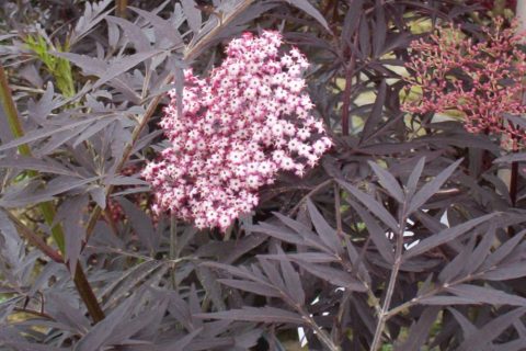 sambucus black lace