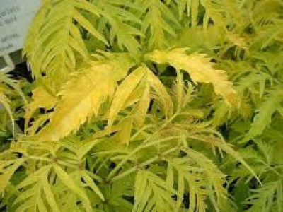 sambucus sutherlands
