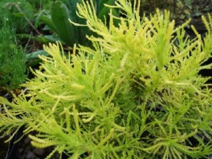 Santolina lemon fizz