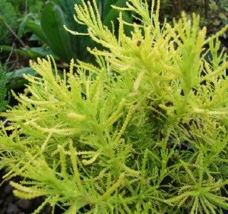 Santolina lemon fizz