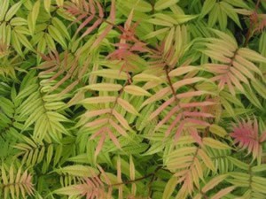 SORBARIA SEM