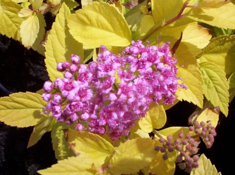 spiraea candlelight