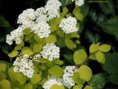spiraea gold fountain