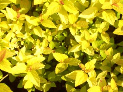 spiraea golden princess