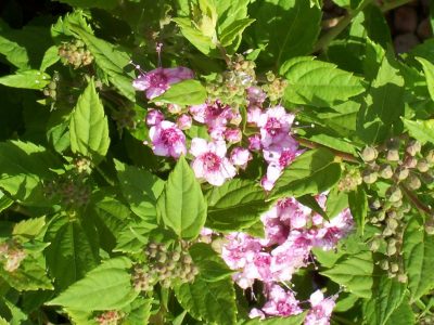 spiraea little princess