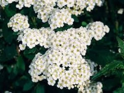 spirea snowmound