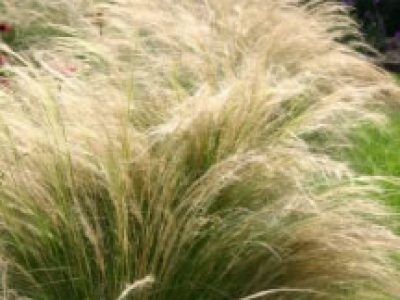 stipa ponytails