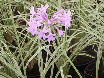 tulbaghia violacea variegata