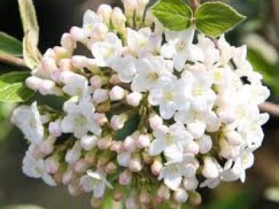 viburnum burkwoodii