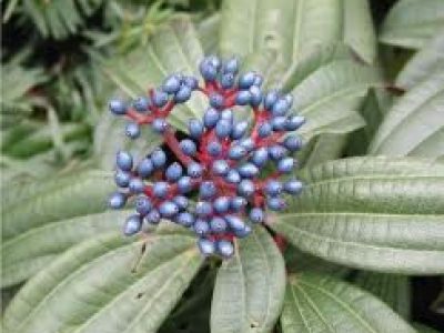 viburnum davidii