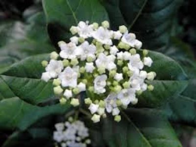 viburnum tinus