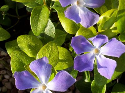 vinca major