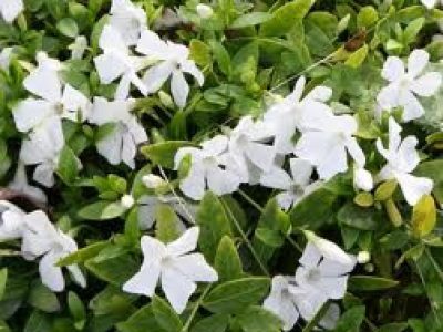 vinca-minor gertrude jekyll