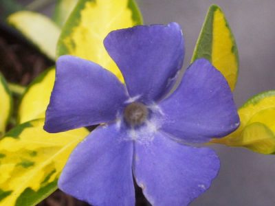 vinca minor illumination