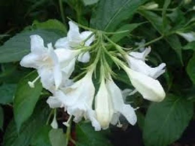 weigela caNDIDA