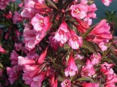 weigela florida alexandria