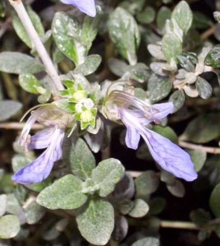 TEUCRIUM FRUTICANS