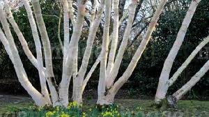 BETULA ERMANII