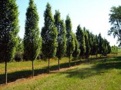 Carpinus hedging and screening trees from Rainbow Plants