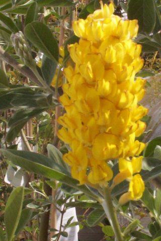 CYTISUS BATTANDIERI