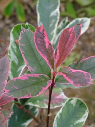 PHOTINIA PINK MARBLE